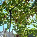 I Macaseni Di Franca Scopello